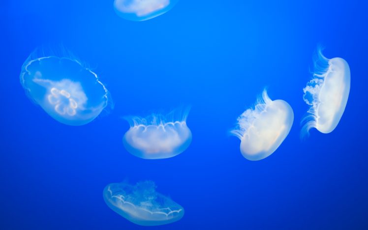 jellyfish, Underwater, Ocean, Sea, Bokeh, Jelly,  46 HD Wallpaper Desktop Background