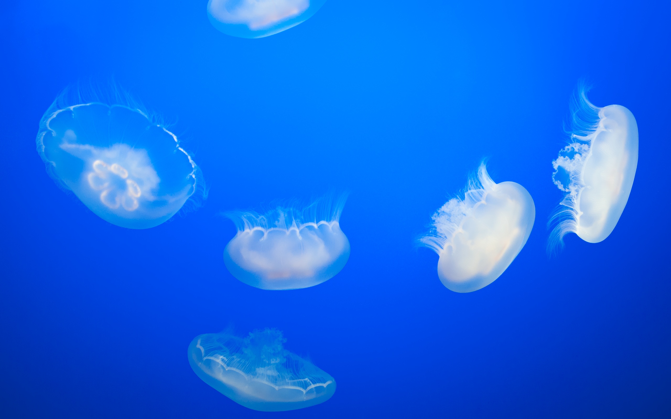 jellyfish, Underwater, Ocean, Sea, Bokeh, Jelly,  46 Wallpaper