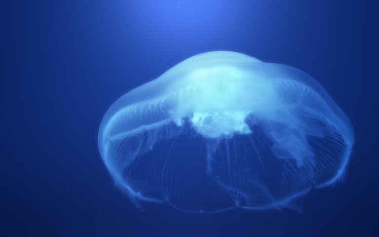 jellyfish, Underwater, Ocean, Sea, Bokeh, Jelly,  47 HD Wallpaper Desktop Background