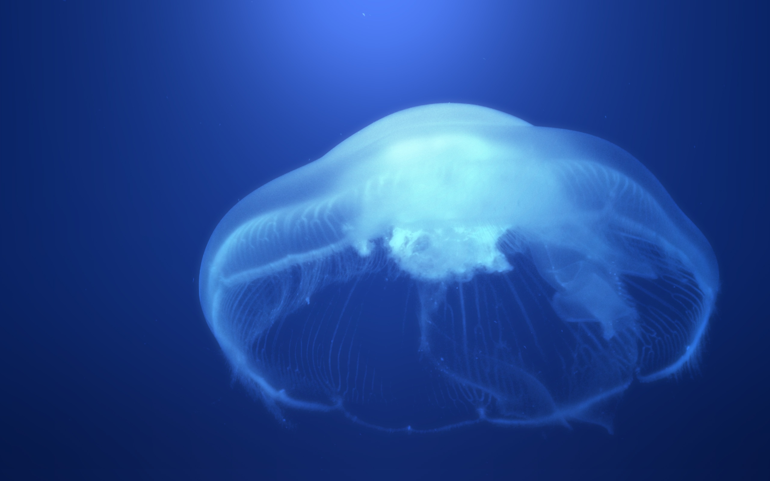 jellyfish, Underwater, Ocean, Sea, Bokeh, Jelly,  47 Wallpaper