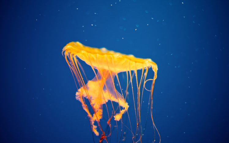 jellyfish, Underwater, Ocean, Sea, Bokeh, Jelly,  48 HD Wallpaper Desktop Background