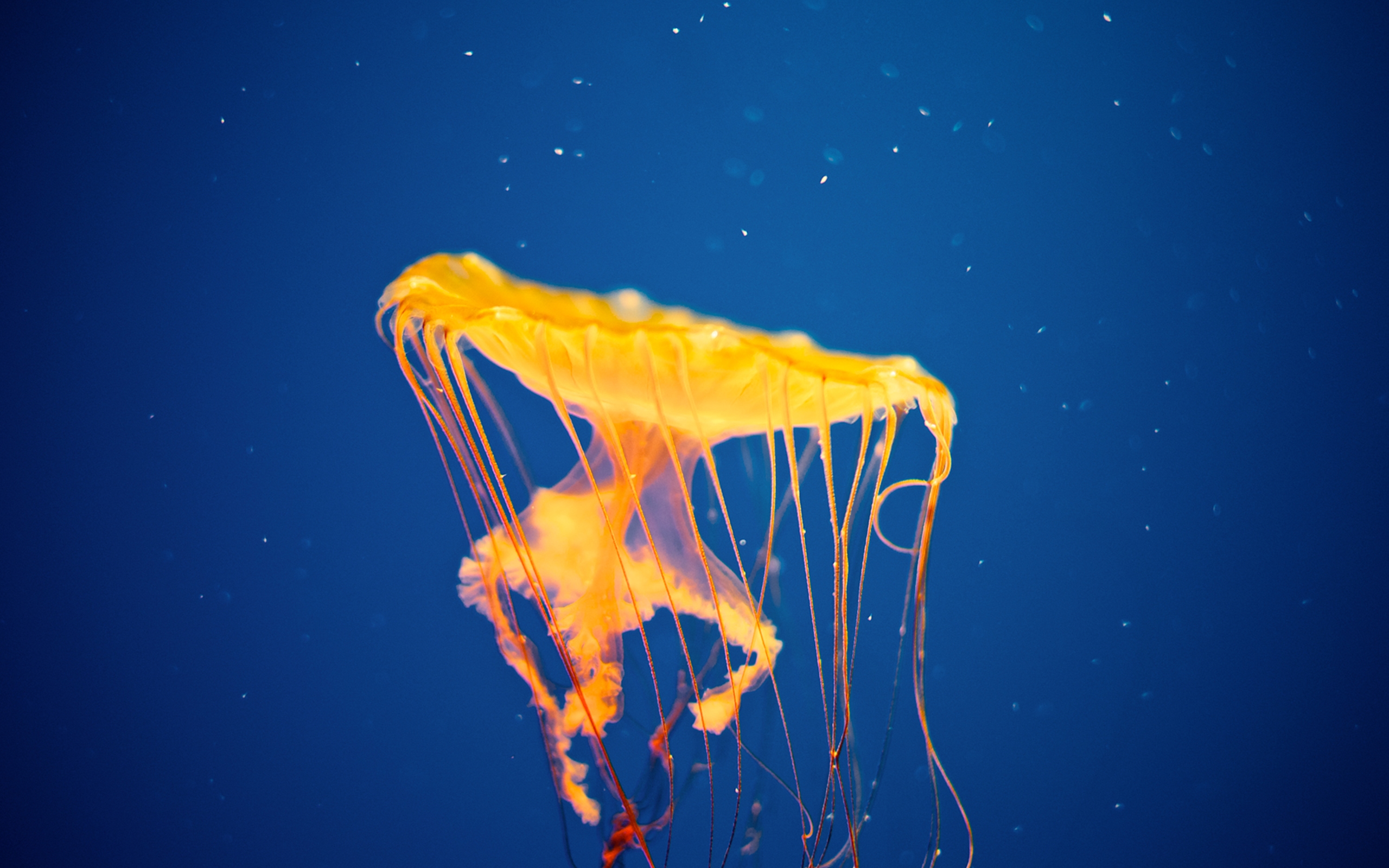 jellyfish, Underwater, Ocean, Sea, Bokeh, Jelly,  48 Wallpaper