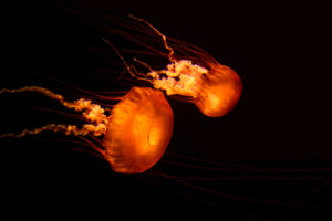 jellyfish, Underwater, Ocean, Sea, Bokeh, Jelly,  49