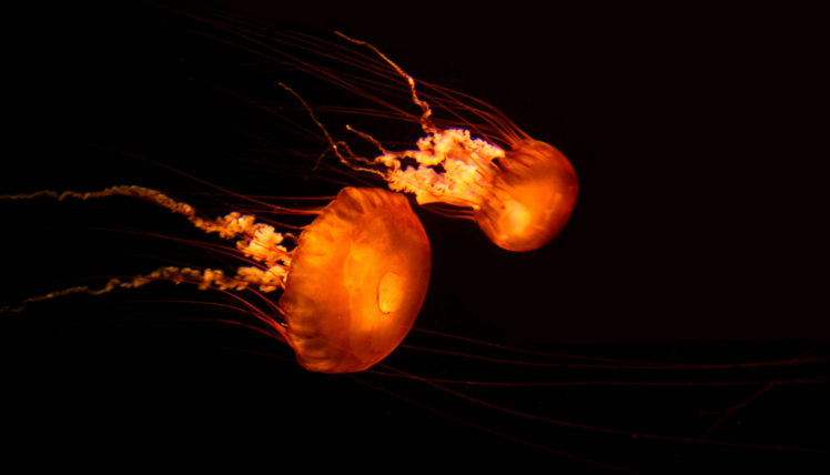 jellyfish, Underwater, Ocean, Sea, Bokeh, Jelly,  49 HD Wallpaper Desktop Background
