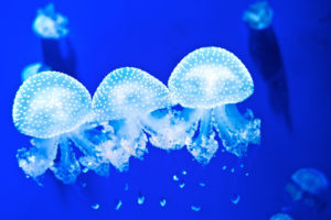 jellyfish, Underwater, Ocean, Sea, Bokeh, Jelly,  50