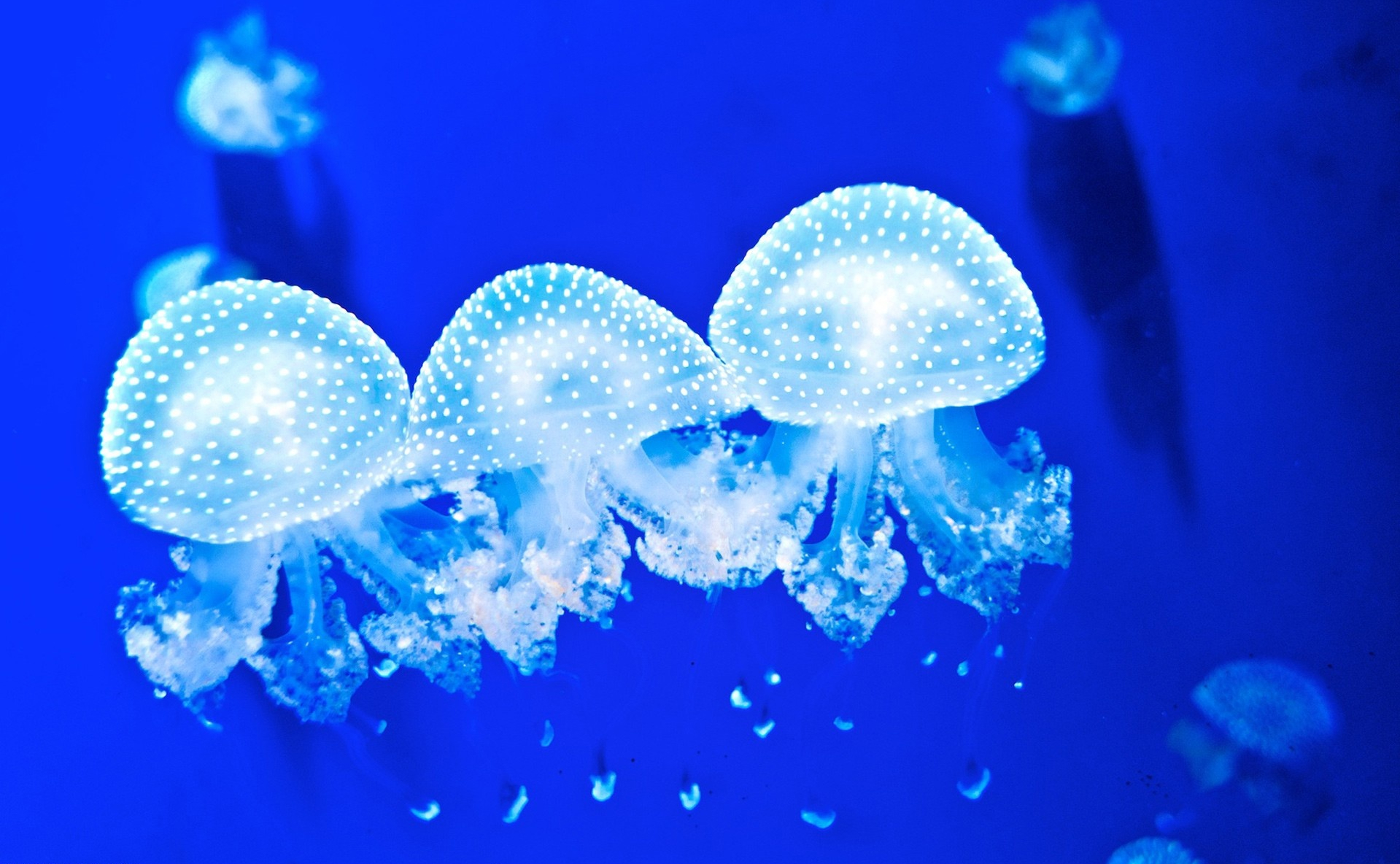 jellyfish, Underwater, Ocean, Sea, Bokeh, Jelly,  50 Wallpaper