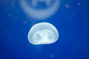 jellyfish, Underwater, Ocean, Sea, Bokeh, Jelly,  51