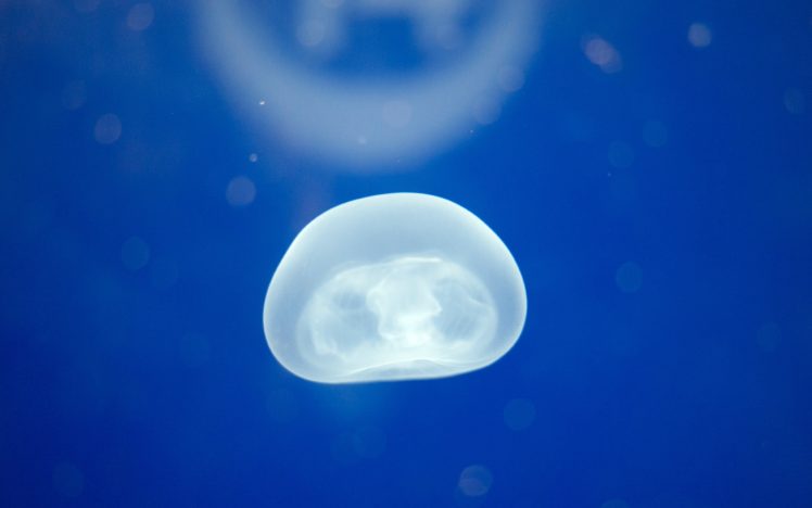 jellyfish, Underwater, Ocean, Sea, Bokeh, Jelly,  51 HD Wallpaper Desktop Background