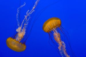 jellyfish, Underwater, Ocean, Sea, Bokeh, Jelly,  52