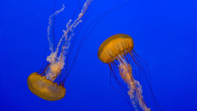 jellyfish, Underwater, Ocean, Sea, Bokeh, Jelly,  52 HD Wallpaper Desktop Background