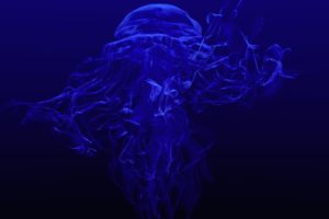 jellyfish, Underwater, Ocean, Sea, Bokeh, Jelly,  53