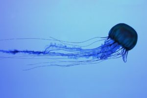 jellyfish, Underwater, Ocean, Sea, Bokeh, Jelly,  54