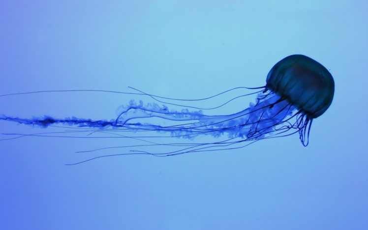 jellyfish, Underwater, Ocean, Sea, Bokeh, Jelly,  54 HD Wallpaper Desktop Background