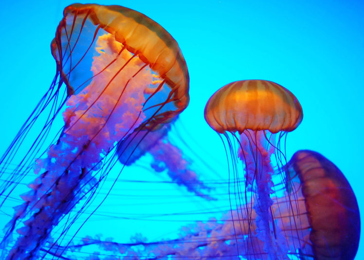 jellyfish, Underwater, Ocean, Sea, Bokeh, Jelly,  56 HD Wallpaper Desktop Background