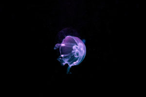 jellyfish, Underwater, Ocean, Sea, Bokeh, Jelly,  62
