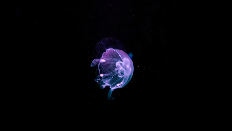 jellyfish, Underwater, Ocean, Sea, Bokeh, Jelly,  62 HD Wallpaper Desktop Background