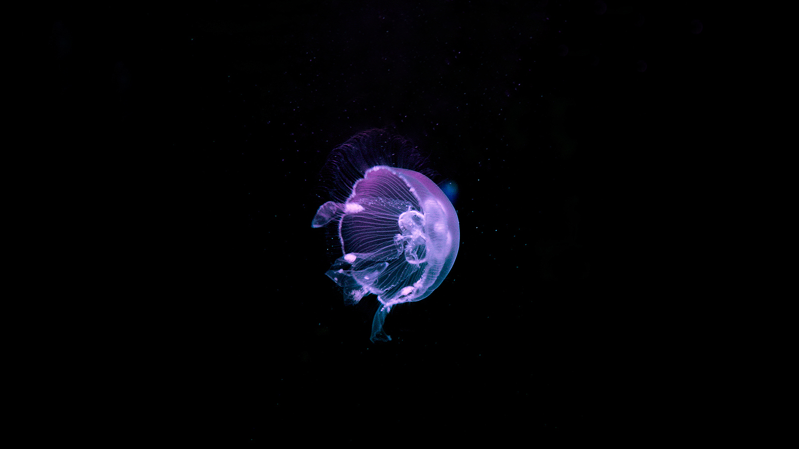 jellyfish, Underwater, Ocean, Sea, Bokeh, Jelly,  62 Wallpaper