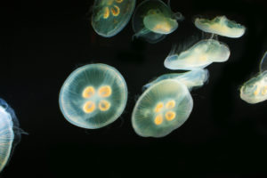 jellyfish, Underwater, Ocean, Sea, Bokeh, Jelly,  64