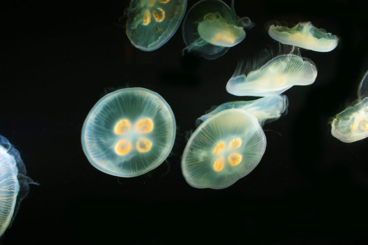 jellyfish, Underwater, Ocean, Sea, Bokeh, Jelly,  64 HD Wallpaper Desktop Background