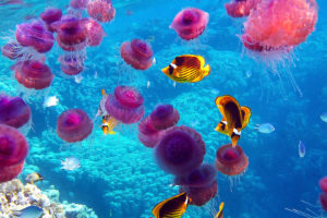 jellyfish, Underwater, Ocean, Sea, Bokeh, Jelly,  66