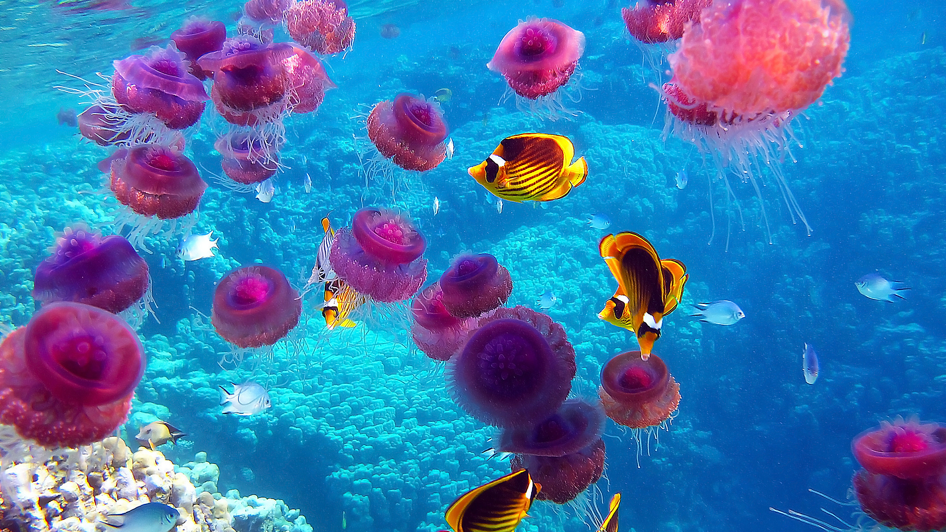 jellyfish, Underwater, Ocean, Sea, Bokeh, Jelly,  66 Wallpaper