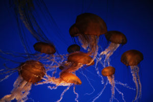 jellyfish, Underwater, Ocean, Sea, Bokeh, Jelly,  67