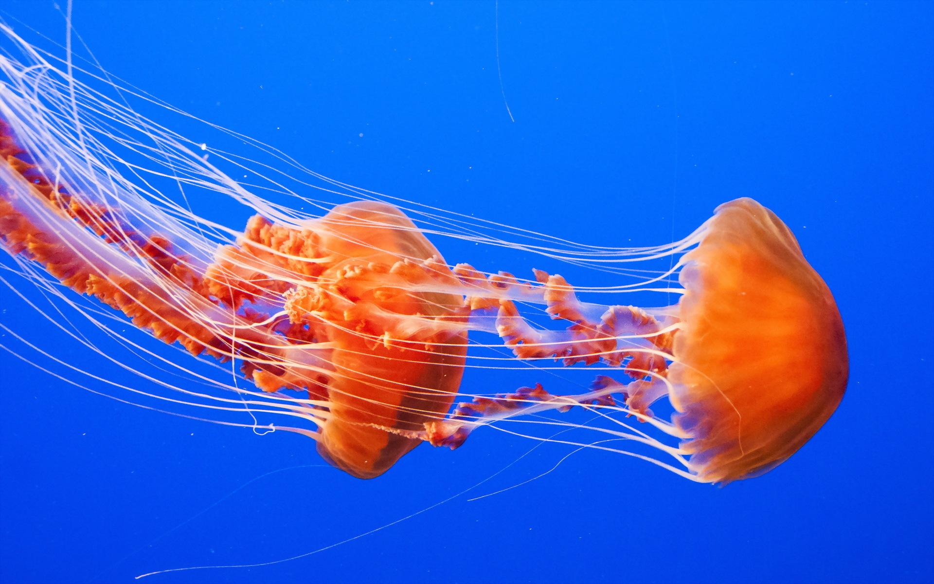 jellyfish, Underwater, Ocean, Sea, Bokeh, Jelly,  68 Wallpaper
