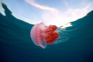 jellyfish, Underwater, Ocean, Sea, Bokeh, Jelly,  69