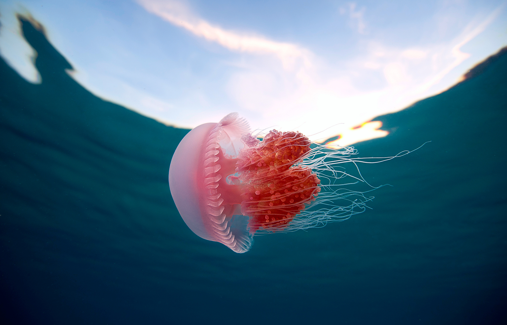 jellyfish, Underwater, Ocean, Sea, Bokeh, Jelly,  69 Wallpaper