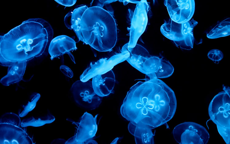 jellyfish, Underwater, Ocean, Sea, Bokeh, Jelly,  70 HD Wallpaper Desktop Background