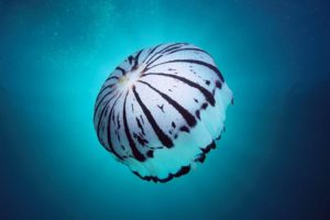 jellyfish, Underwater, Ocean, Sea, Bokeh, Jelly,  71