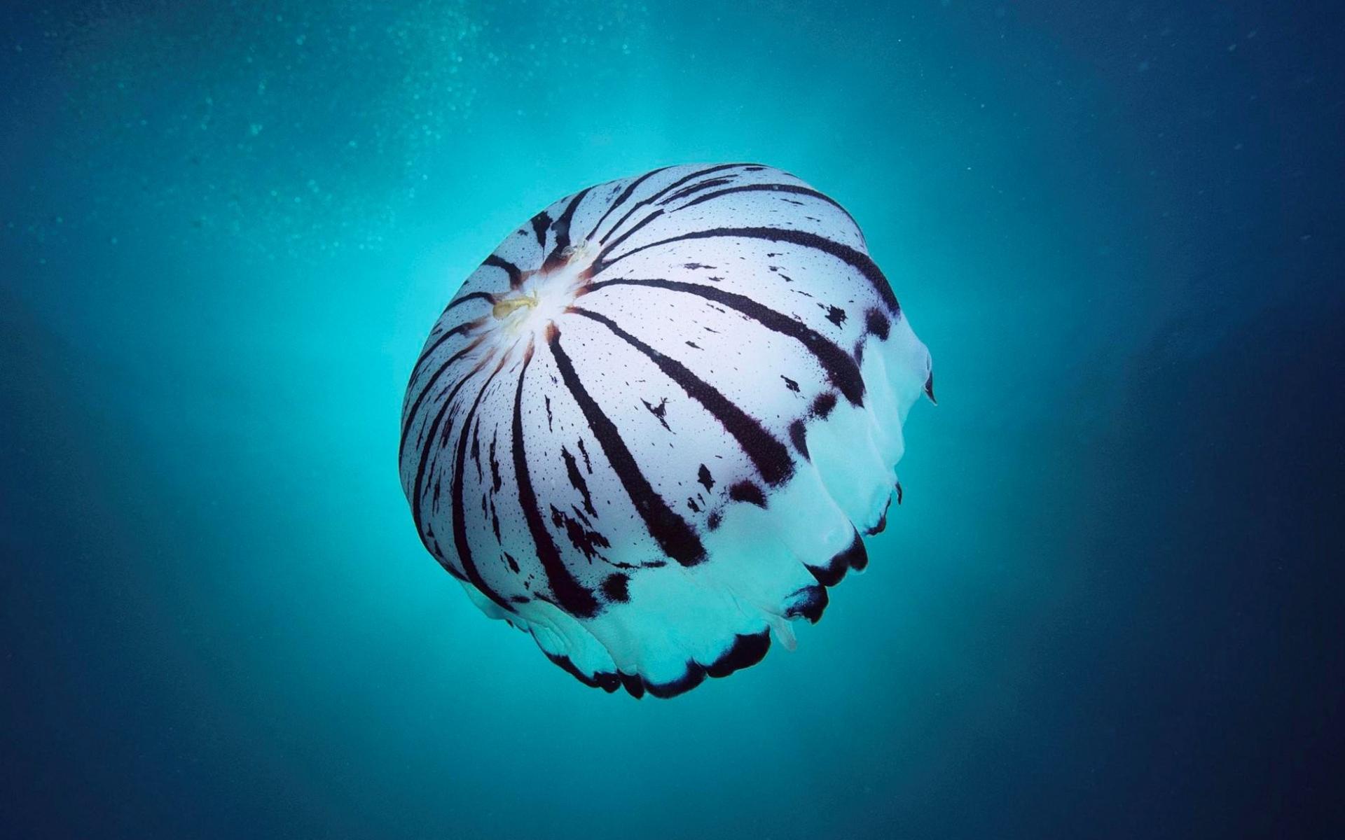 jellyfish, Underwater, Ocean, Sea, Bokeh, Jelly,  71 Wallpaper