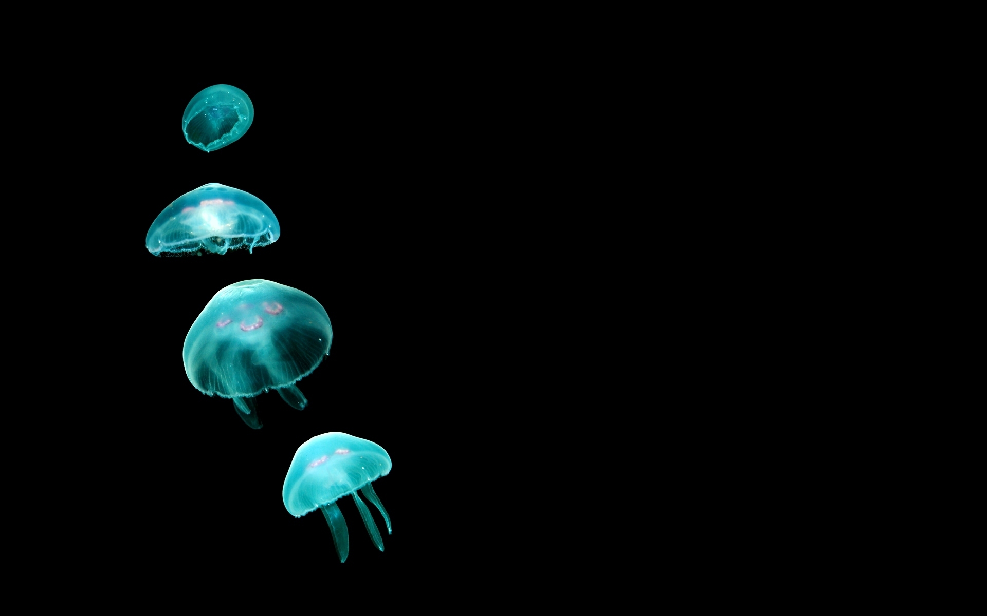 jellyfish, Underwater, Ocean, Sea, Bokeh, Jelly,  72 Wallpaper