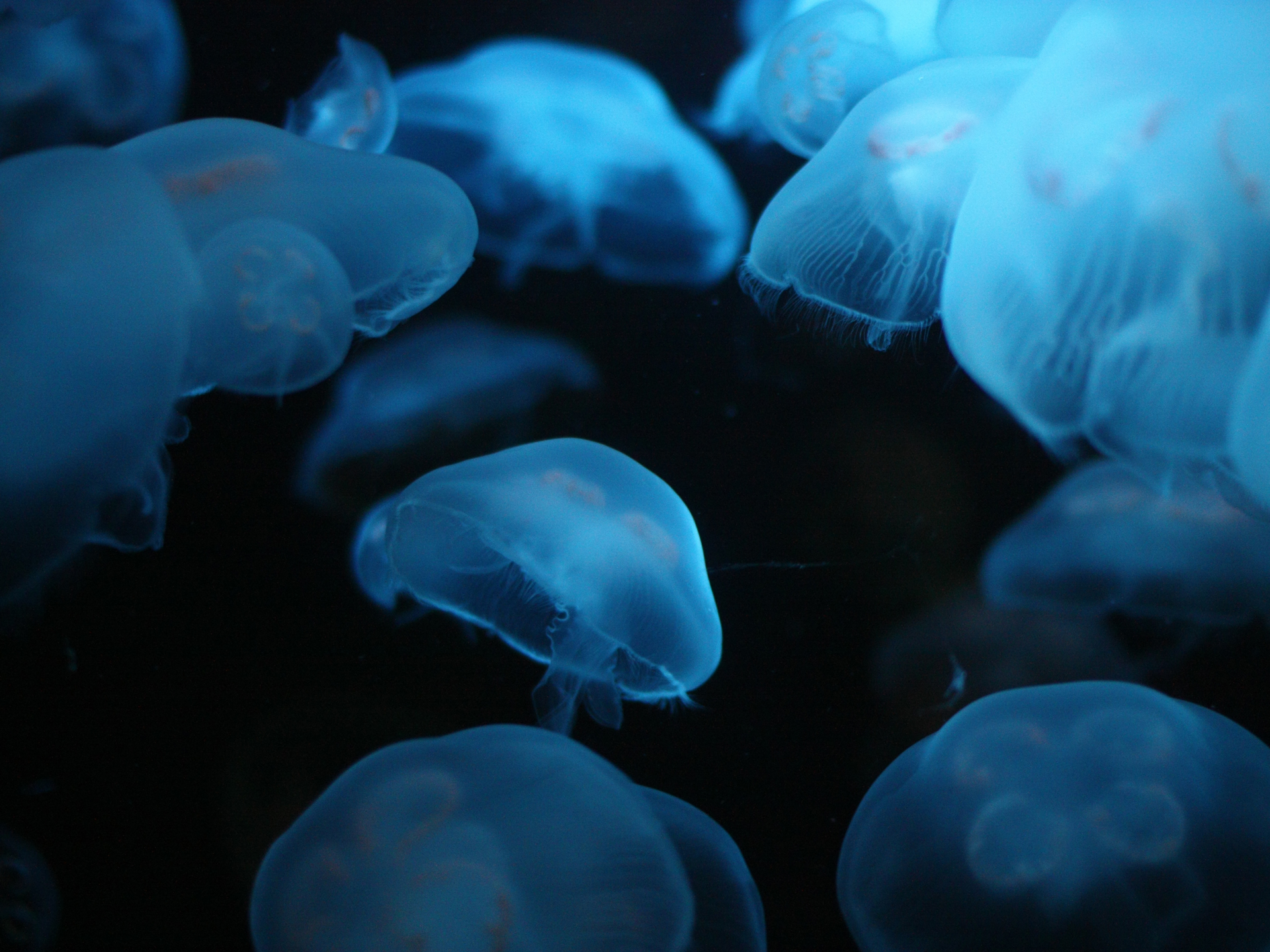 jellyfish, Underwater, Ocean, Sea, Bokeh, Jelly,  73 Wallpaper