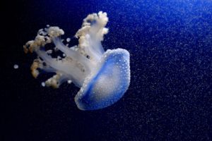 jellyfish, Underwater, Ocean, Sea, Bokeh, Jelly,  74