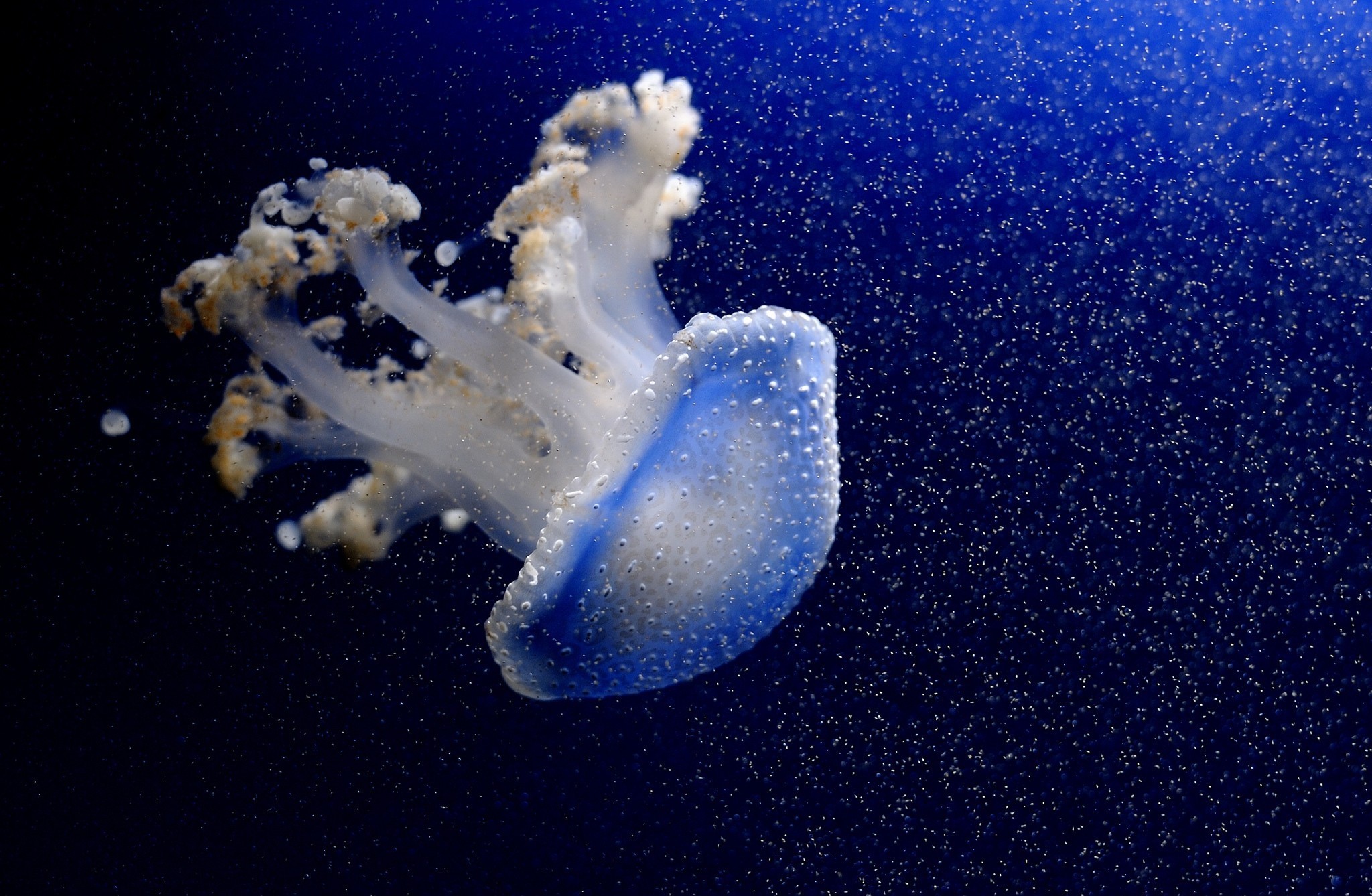 jellyfish, Underwater, Ocean, Sea, Bokeh, Jelly,  74 Wallpaper