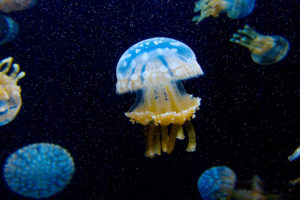 jellyfish, Underwater, Ocean, Sea, Bokeh, Jelly,  75