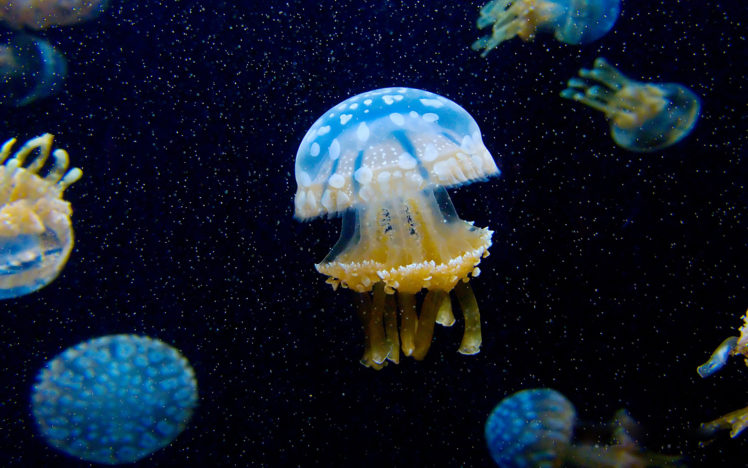 jellyfish, Underwater, Ocean, Sea, Bokeh, Jelly,  75 HD Wallpaper Desktop Background