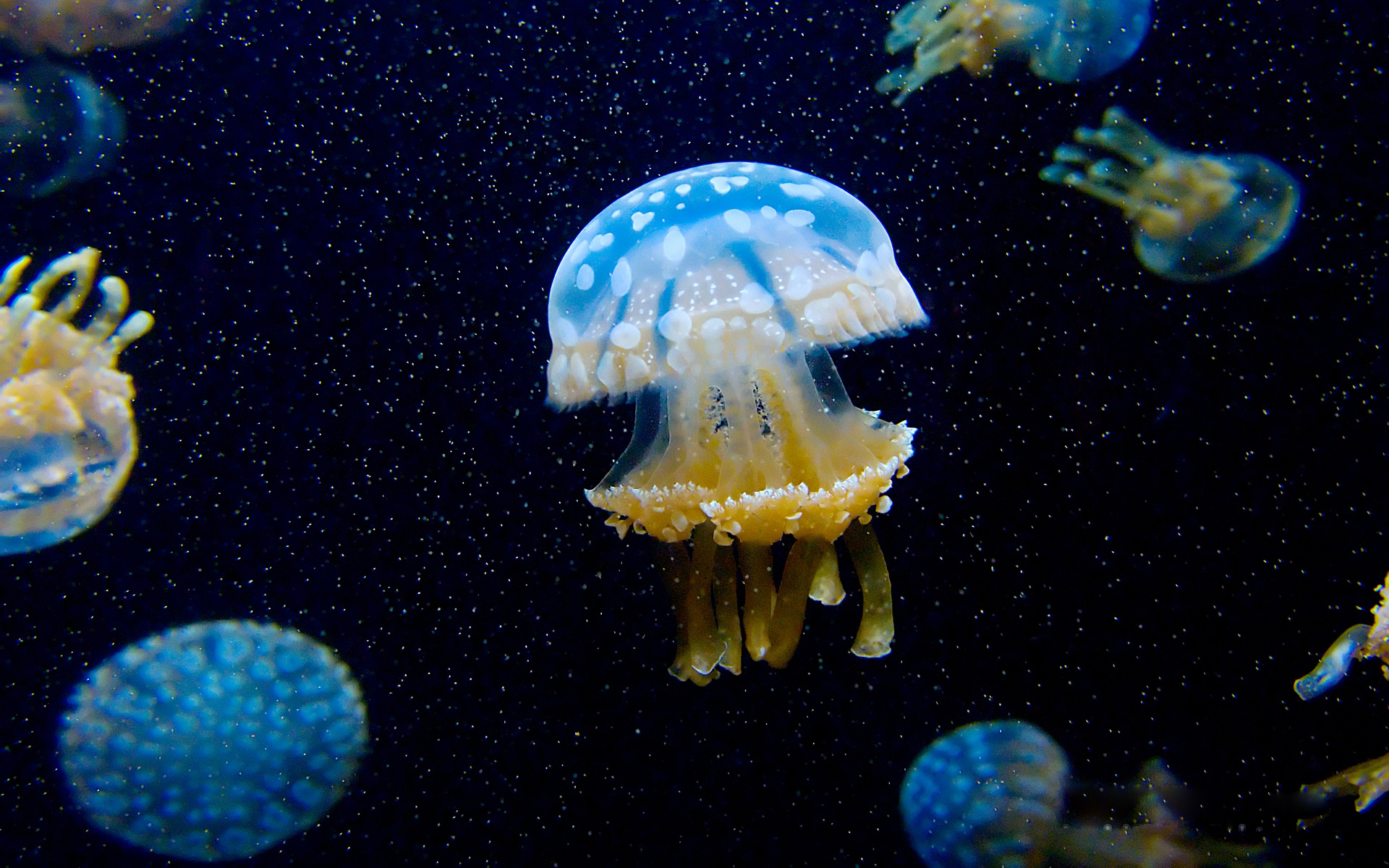 jellyfish, Underwater, Ocean, Sea, Bokeh, Jelly,  75 Wallpaper
