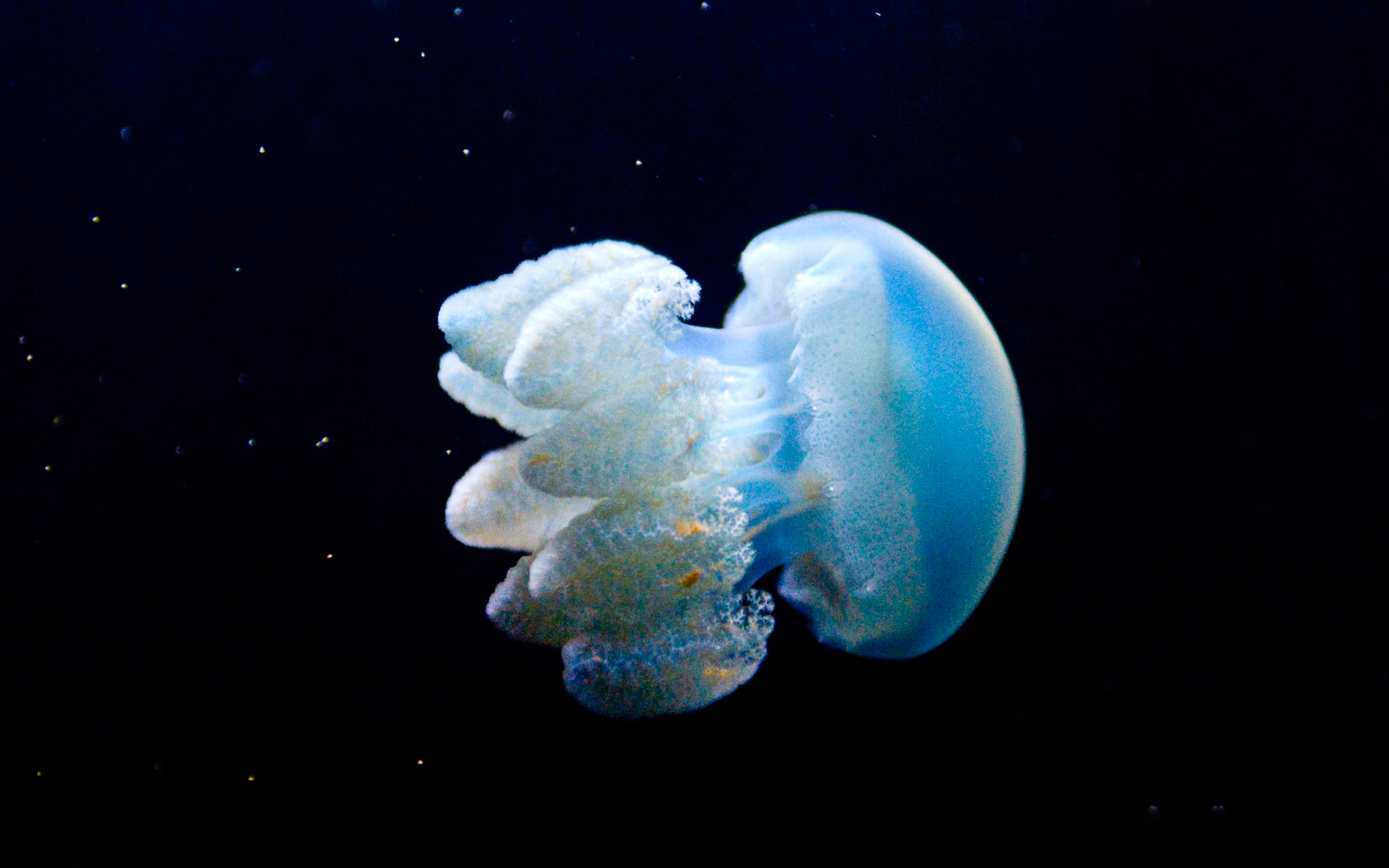 jellyfish, Underwater, Ocean, Sea, Bokeh, Jelly,  76 Wallpaper