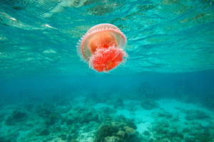 jellyfish, Underwater, Ocean, Sea, Bokeh, Jelly,  77