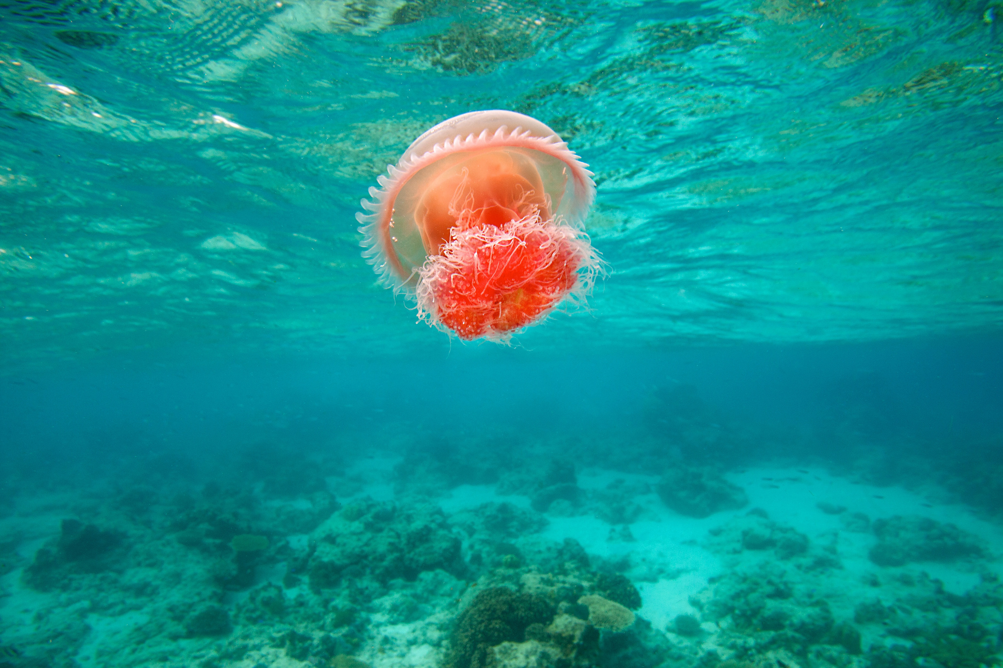 jellyfish, Underwater, Ocean, Sea, Bokeh, Jelly,  77 Wallpaper