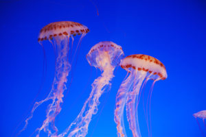 jellyfish, Underwater, Ocean, Sea, Bokeh, Jelly,  78