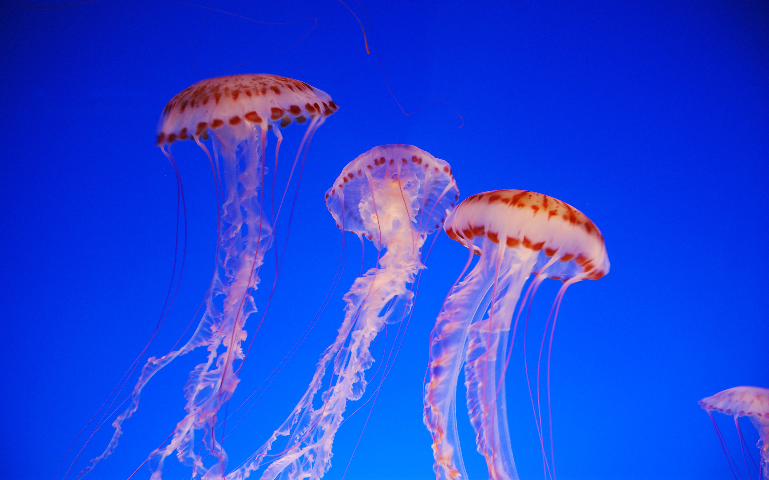jellyfish, Underwater, Ocean, Sea, Bokeh, Jelly,  78 Wallpaper