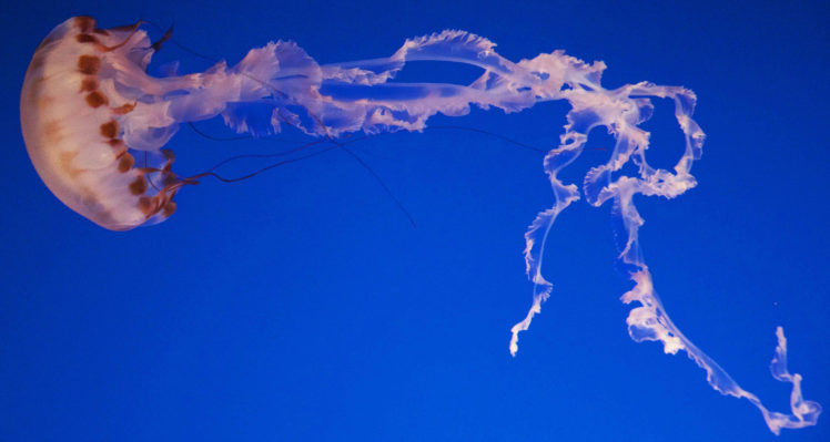 jellyfish, Underwater, Ocean, Sea, Bokeh, Jelly,  79 HD Wallpaper Desktop Background