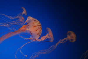 jellyfish, Underwater, Ocean, Sea, Bokeh, Jelly,  80