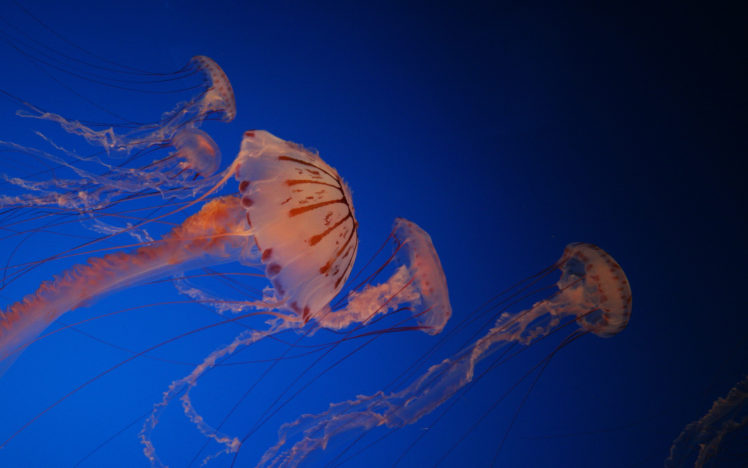 jellyfish, Underwater, Ocean, Sea, Bokeh, Jelly,  80 HD Wallpaper Desktop Background