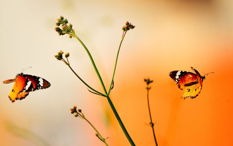 beautiful, Orange, Butterflies HD Wallpaper Desktop Background