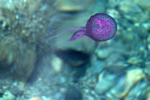 jellyfish, Underwater, Ocean, Sea, Bokeh, Jelly,  81