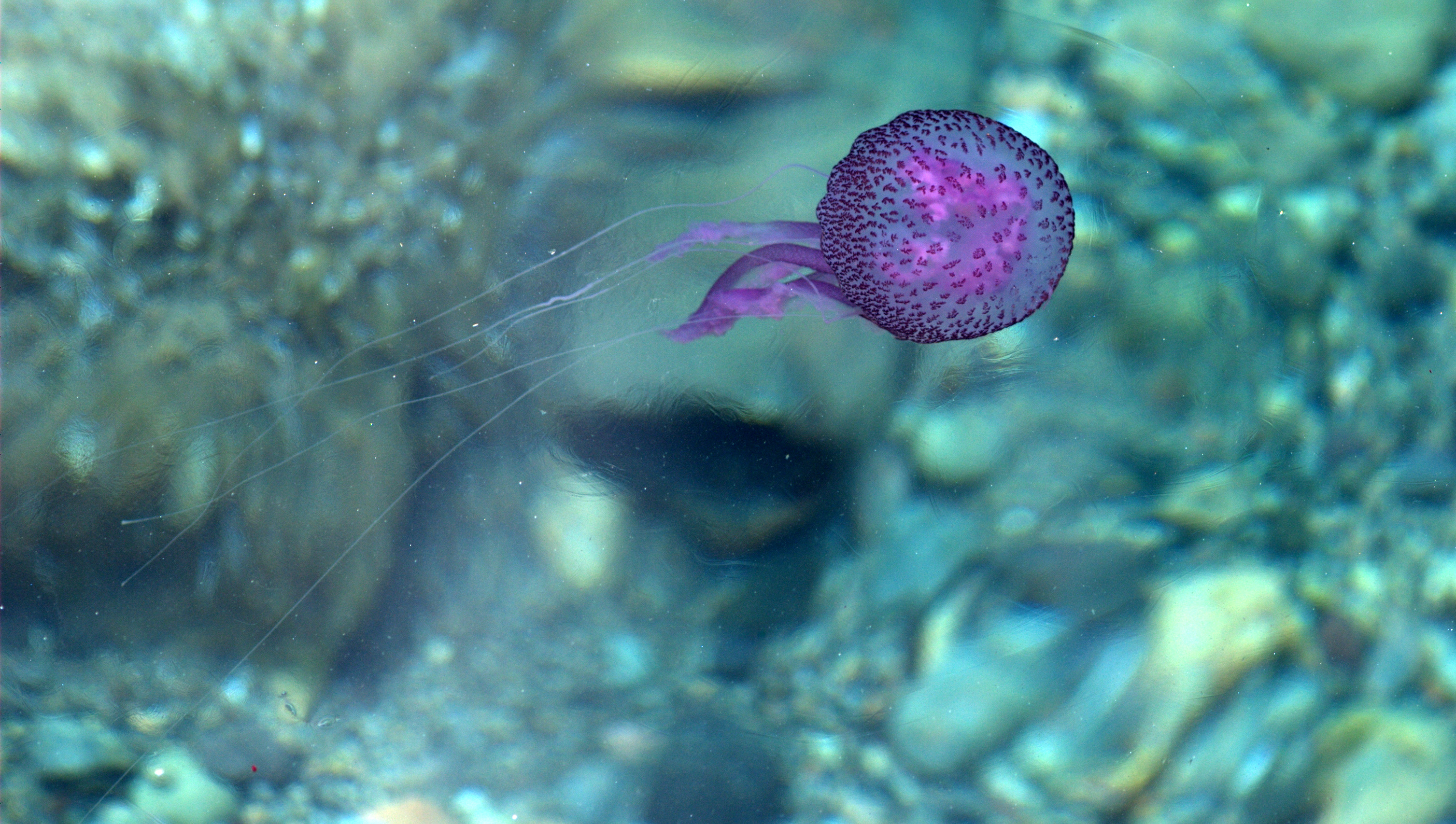 jellyfish, Underwater, Ocean, Sea, Bokeh, Jelly,  81 Wallpaper